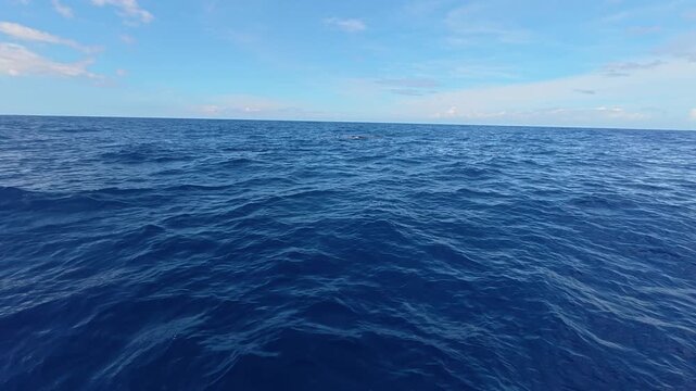 Sperm whale surfacing in the deep blue ocean