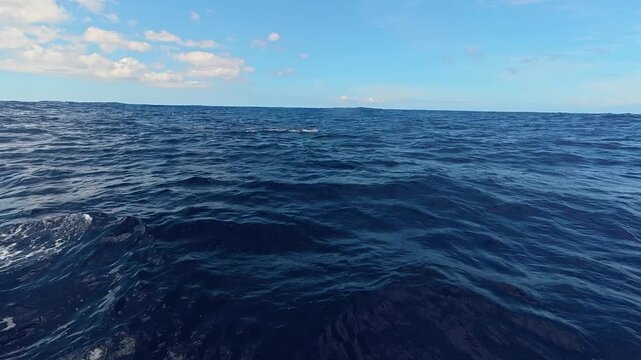 Sperm whale tail fluke emerging from the deep blue ocean water surface