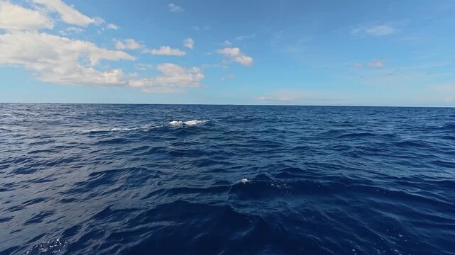 Sperm whale surfacing in the deep blue ocean