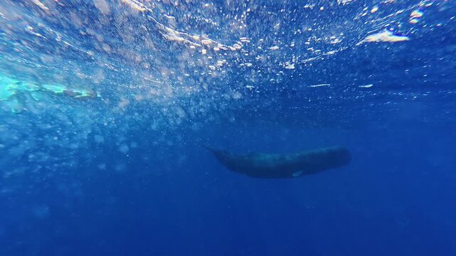 Underwater view Sperm whale of the ocean surface with bubbles and sunlight reflecting on the water