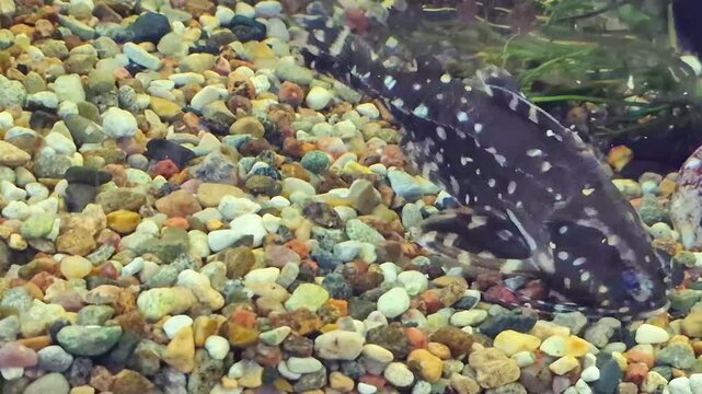 Starred catfish Agamyxis albomaculatus (pectinifrons) looking for food among multicolored pebbles in an aquarium with green aquatic plants, freshwater aquarium scene, exotic pet concept, underwater