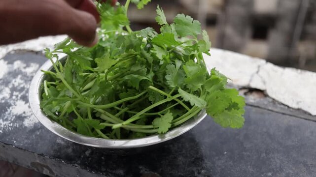 fresh green coriander leaves in steel bowl close up day light