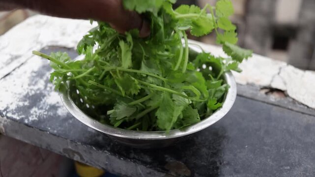 fresh green coriander leaves in steel bowl close up day light