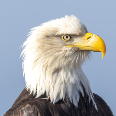 Close-Up of an Adult Mature Bald Eagle Head Shot, Homer Spit, Alaska © htrnr