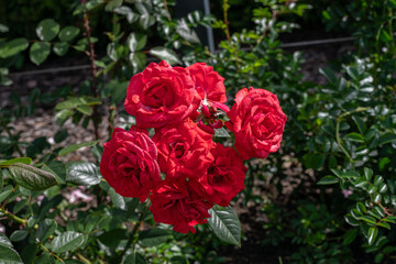 Fototapeta premium Pink rose in the garden