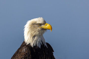 Close-Up Portrait of an Adult Mature Bald Eagle Head Shot, Homer Spit, Alaska © htrnr