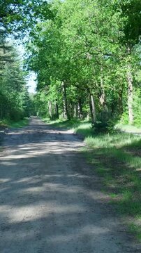 Driving pov on a bumpy dirt road through a sunny forest