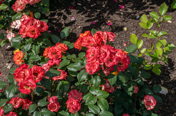 Fototapeta premium Red rose in garden
