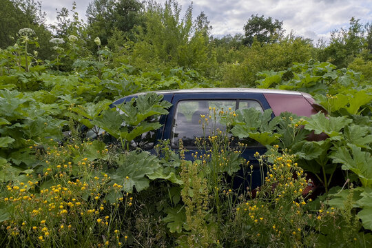 An abandoned car among large green leaves of hogweed. Heracleum sosnowskyi.