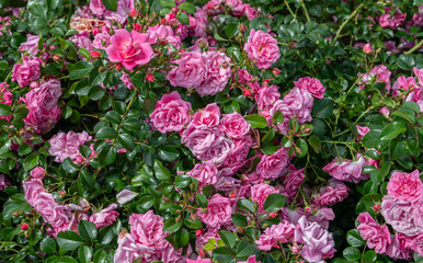 Obraz premium Pink roses in the garden