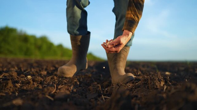 Farmer planting seeds. Close-up of farmer hand sowing soybean seeds in field. Sustainable soybean cultivation by dedicated farmer. Farmer expertise in soybean farming. Cultivation of soybean crops.