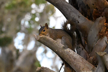 squirrel on a tree © Todd