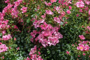Fototapeta premium Pink roses in the garden