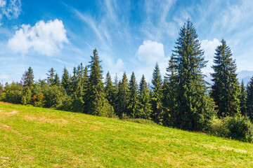 Fototapeta premium landscape with coniferous forest in summer. scenic view of mountain landscape in poland. spruce trees on a grassy alpine meadow. clouds on the blue sky above the ridge
