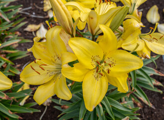 Obraz premium Lily in the garden