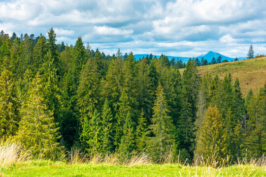 nature scenery with coniferous forest in mountain. carpathian landscape with spruce woodland on the hill. ukraine nature background in early autumn