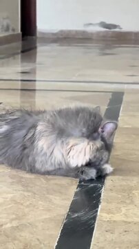 Adorable longhair cat grooming itself on the floor at home