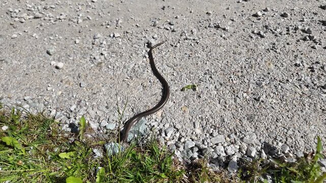 Common slow worm. Natrix snake or blindworm on stony road. Snake lizard in wild nature. Wildlife and fauna. Reptile animal of worm family
