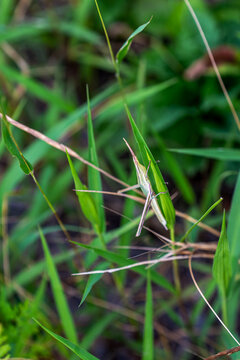 Macro photograph of an oriental longheaded grasshopper (Acrida cinerea) perched on fresh green grass. The insect is perfectly camouflaged with its slender body and pointed head against a background.