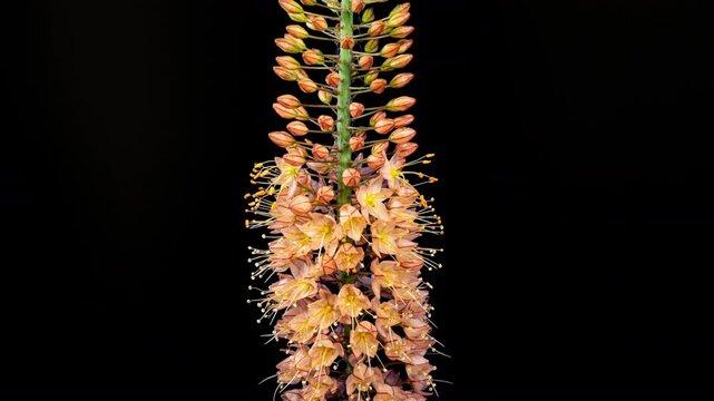 Orange Flower Eremurus Blooming in Time Lapse on a Black Background with Alpha Matte Channel. Foxtail Lily or Eremurus Stenophyllus
