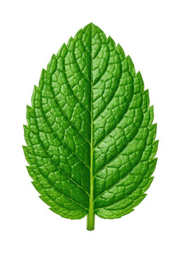 PNG Fresh green mint leaf isolated on white background.