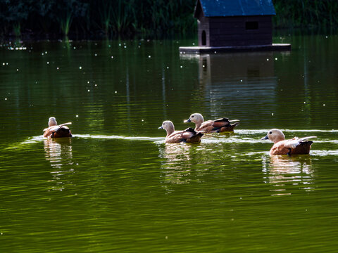 Four ruddy shelducks swimming in a vibrant green pond with a floating wooden duck house