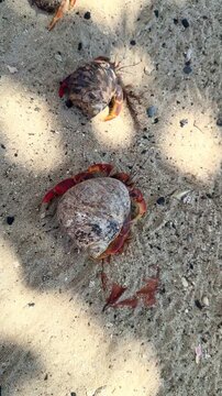 Hermit crabs on Klein Curacao beach changing shells