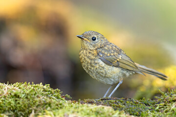 Młody rudzik zwyczajny (Erithacus rubecula) na mchu, nakrapiane upierzenie młodociane © Grzegorz