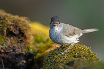 Samiec kapturki (Sylvia atricapilla) na mchu © Grzegorz