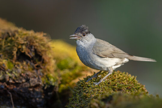 Samiec kapturki (Sylvia atricapilla) na mchu