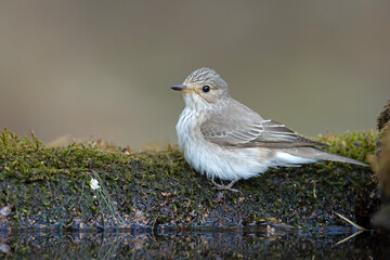 Muchołówka szara (Muscicapa striata) © Grzegorz