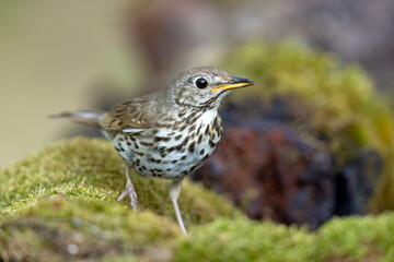Śpiewak zwyczajny (Turdus philomelos) z nakrapianą piersią na mchu © Grzegorz
