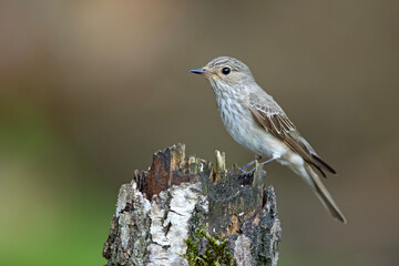 Muchołówka szara (Muscicapa striata) na starym pniu brzozy, prążkowane upierzenie © Grzegorz