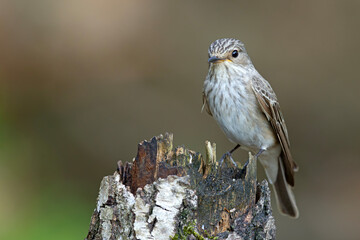Muchołówka szara (Muscicapa striata) na starym pniu brzozy, prążkowane upierzenie © Grzegorz