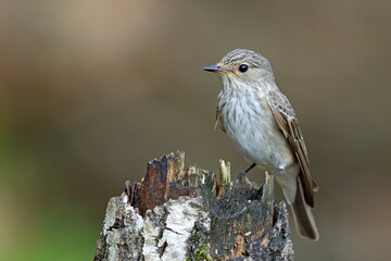 Muchołówka szara (Muscicapa striata) na starym pniu brzozy, prążkowane upierzenie © Grzegorz
