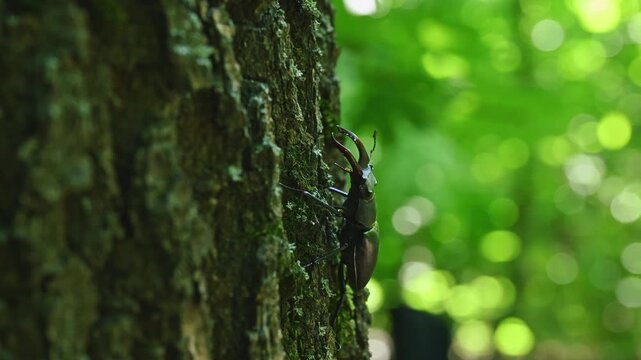 Stag Beetle Lucanus cervus Crawling Up Tree Bark Close Up 4K 60fps