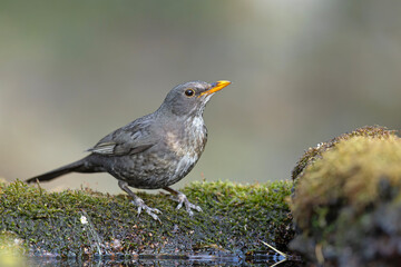 Samica kosa zwyczajnego (Turdus merula) na mszystej kłodzie nad wodą © Grzegorz