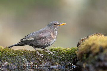 Samica kosa zwyczajnego (Turdus merula) na mszystej kłodzie nad wodą © Grzegorz