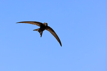 Jerzyk (Apus apus) © Grzegorz