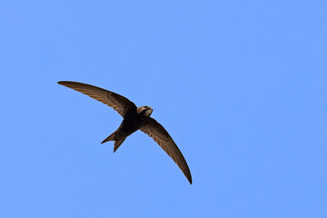 Jerzyk (Apus apus) © Grzegorz