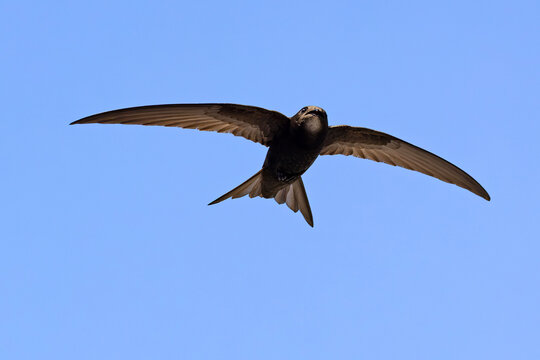 Jerzyk (Apus apus)