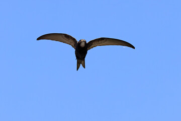 Jerzyk (Apus apus) © Grzegorz