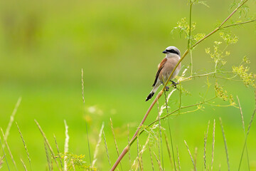 Samiec gąsiorka (Lanius collurio) z czarną maską na łodydze dzikiej rośliny na łące © Grzegorz