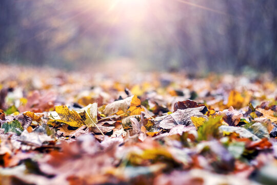 Fallen autumn leaves on forest path illuminated by bright sunlight