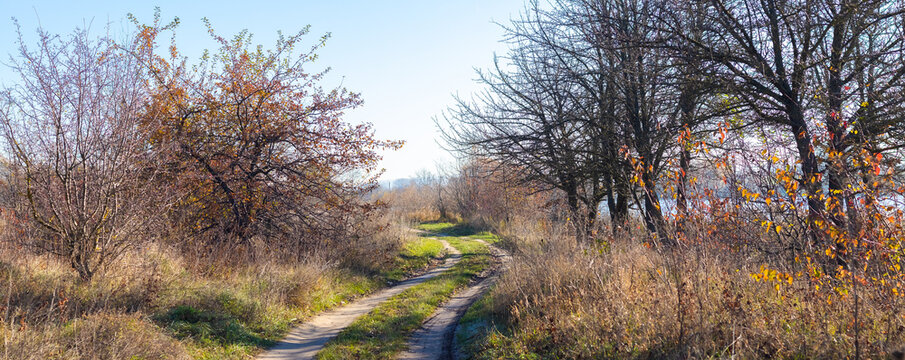 Dirt path among autumn trees and dry grass in countryside
