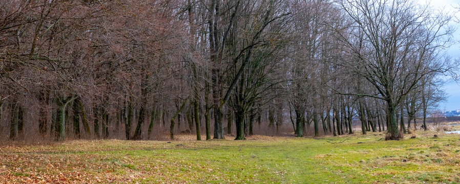 Late autumn forest with bare trees and green meadow under overcast sky
