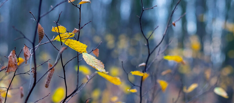 Last yellow leaves on bare tree branches in autumn forest close up