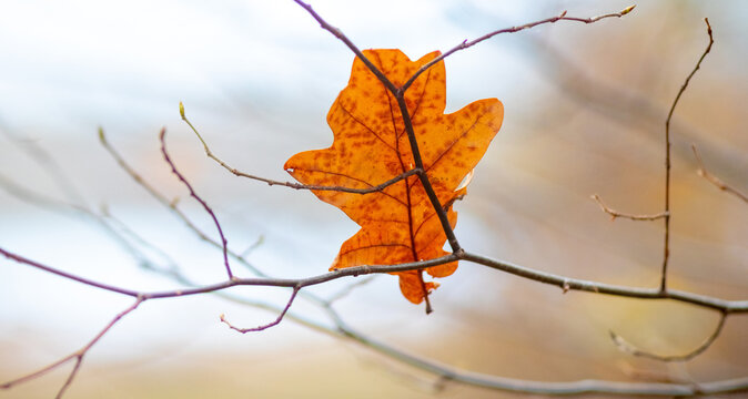 Orange oak leaf on bare tree branch in autumn close up