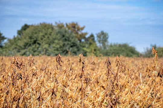 Field of ripe soybeans ready for harvest under clear sky in autumn