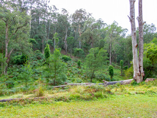 Obraz premium Photograph of trees and lush forestry in a remote campground in the Blue Mountains National Park in New South Wales, Australia